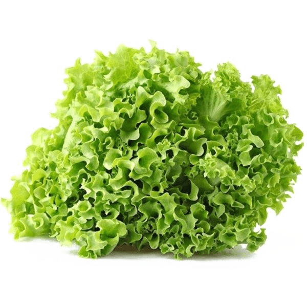 lattuga